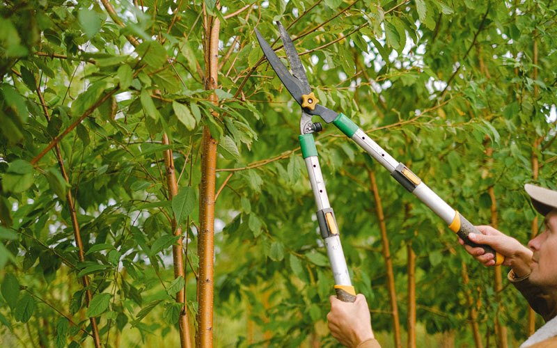 Tree trimming in Avis, PA